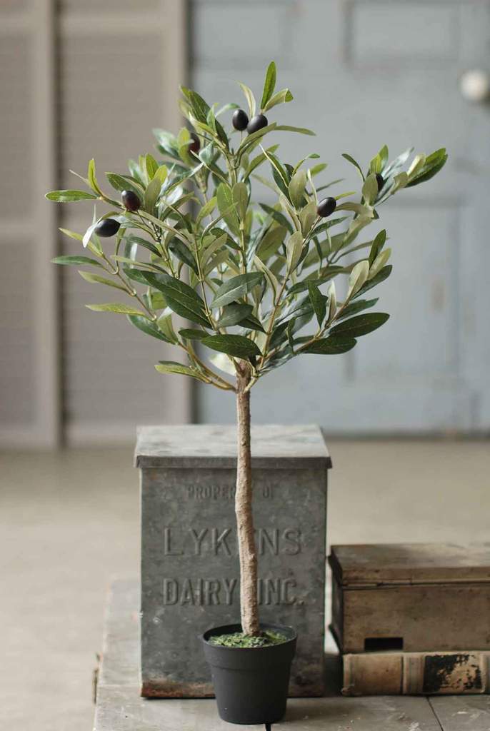 26" Potted Olive Tree
